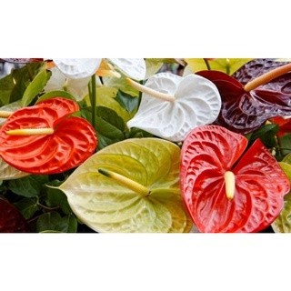 chậu Hồng môn đủ màu