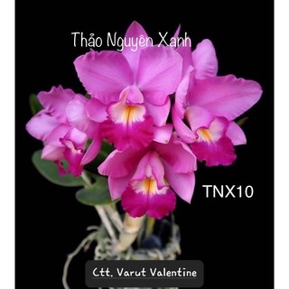 Tn10 - lan cattleya mini hoa thơm - cây trưởng thành đủ tuổi hoa