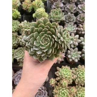 Sen Đá Ruby Xanh Full Size đã thuần khí hậu