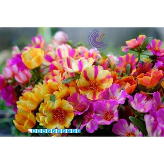 1 Ký Cành Giống Hoa Mười Giờ SAM ĐƠN Chuẩn SAM THÁI Nhập Khẩu Hoa To 150 Màu CTY PP ONLINE CLICK 24 GIỜ