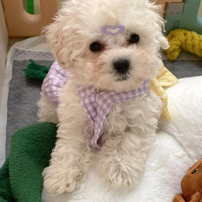 Kẹp Tóc Mini 2.2cm Bằng Epoxy Màu Sắc Dễ Thương Cho Thú Cưng