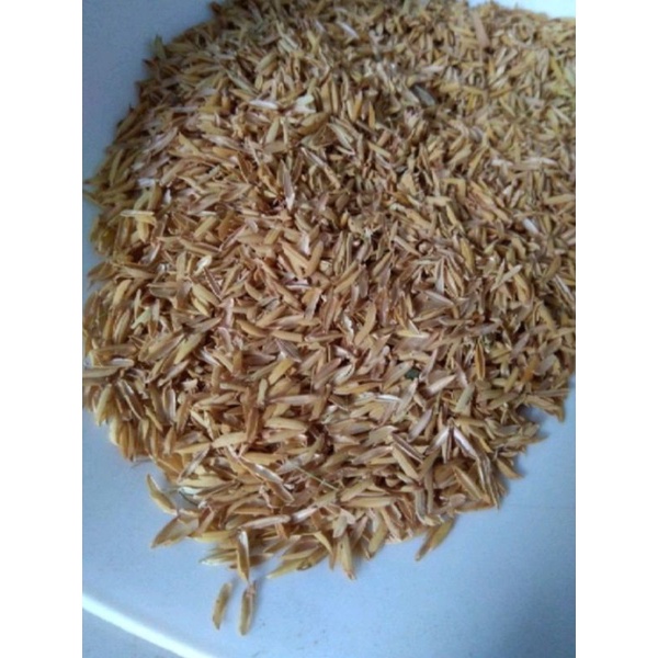 5 Ký Trấu Trồng Cây