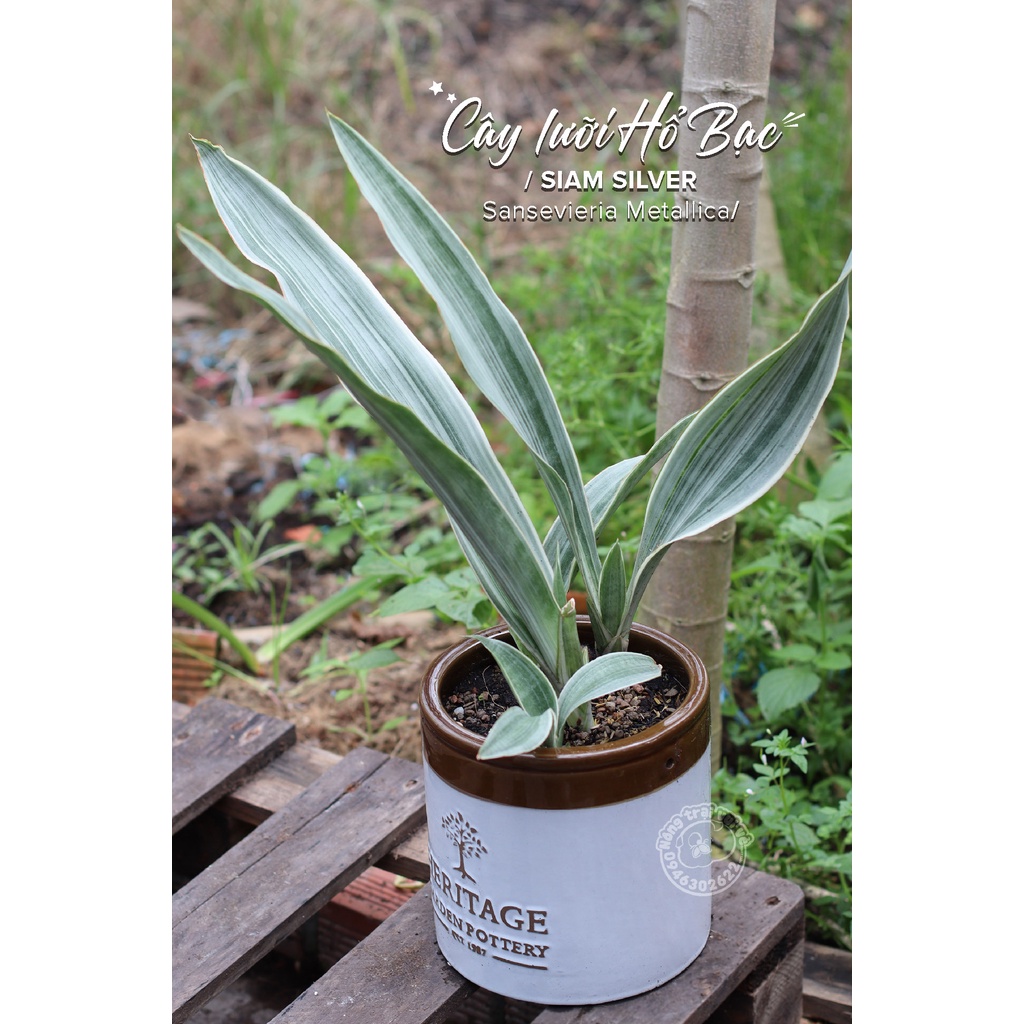 Chậu lưỡi hổ trắng (SIAM SILVER) - GIẢM GIÁ NHẤT SÀN