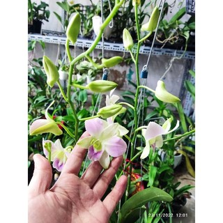 Sonia hồng đang nụ hoa