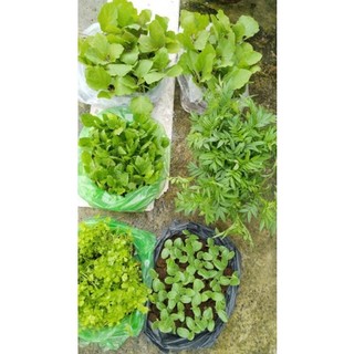 10 cây đu đủ tứ quý