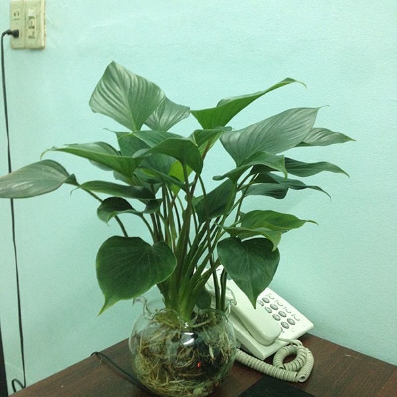 Cây 🌲 Môn Tai Phật Mệnh Thìn