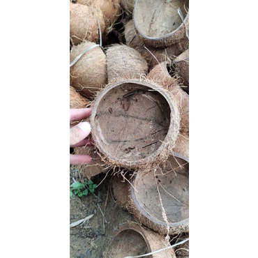 Gáo dừa thô làm châu hoặc nuôi thú cưng