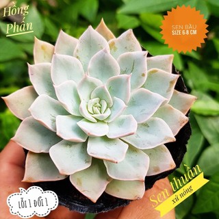 sen đá hồng phấn 🍏 |FREESHIP| 🔥 XỨ NÓNG, ĐÃ THUẦN KHÍ HẬU, KHOẺ ĐẸP 🍏 LỖI 1 ĐỔI 1