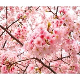 cây HOA ANH ĐÀO NHẬT BẢN ( cây nhập khẩu)