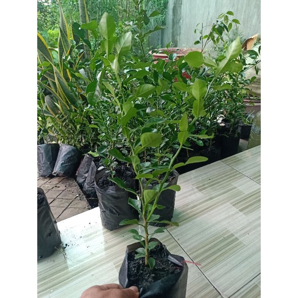 Cây chúc lỡ có nhánh
