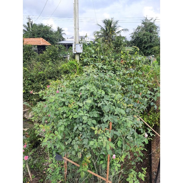Chế Phẩm Hữu Cơ Bật Mầm Hoa Hồng