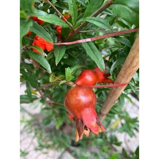 Cây 🌲 Lựu ấn độ đang hoa đang trái