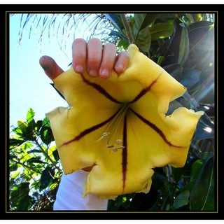 Cây giống hoa leo cúp vàng "Solandra grandiflora"
