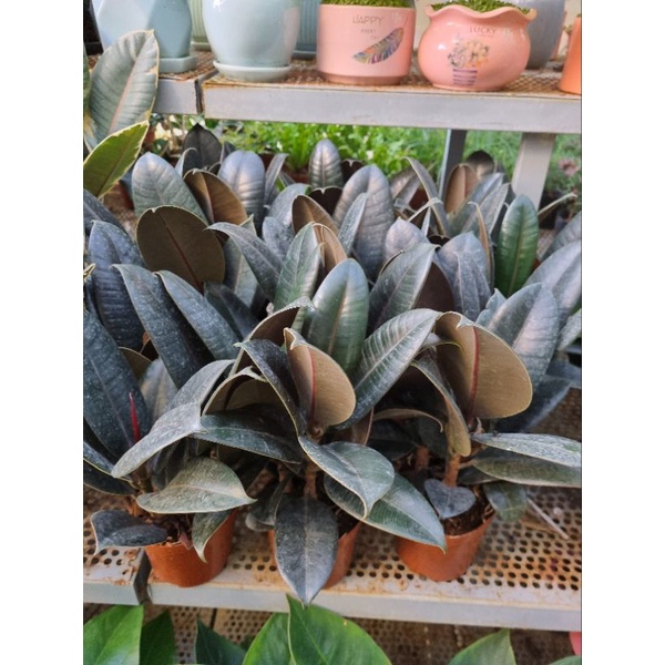 Cây đa búp đỏ ( chậu 3 thân  )