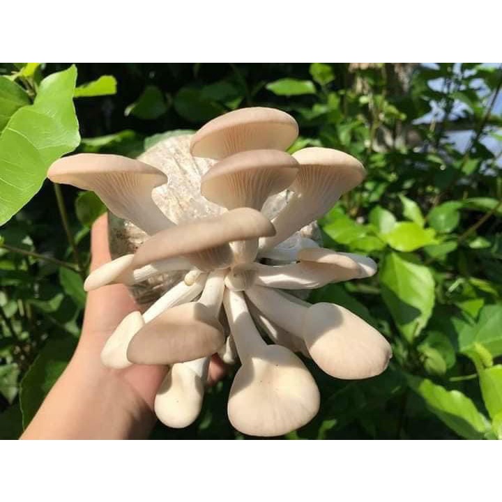 Phôi nấm Bào ngư