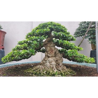 Hạt giống cây cảnh bonsai mai chiếu thủy 10 hạt shop mới khyến mại giáng sinh