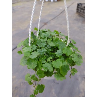 Chậu cứng pennywort- Rau má baby