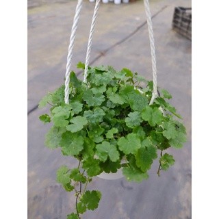 Chậu cứng pennywort- Rau má baby