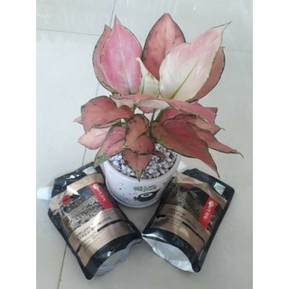 Dầu Hấp Phục Hồi Tóc Hư Tổn Pera Collagen 500ml – Túi Cao Cấp Dưỡng Mượt, Chống Xơ Rối