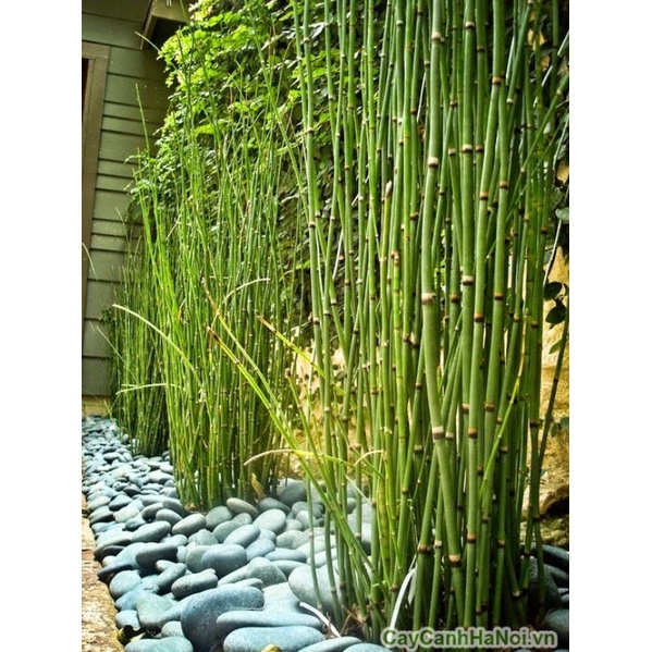 Thiền trúc ko lá