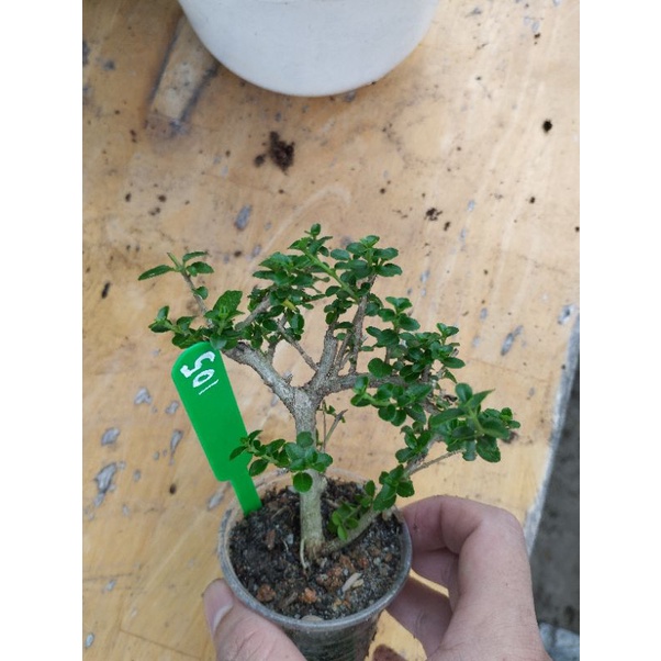 Sam hương mini táng mịn