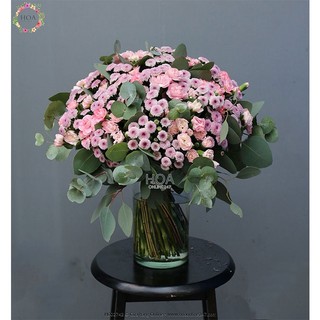 Cây giống Hoa Cúc calimero