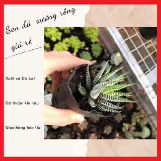 Móng rồng size bầu 🔥free ship🔥 xuất xứ đà lạt, đã thuần khí hậu