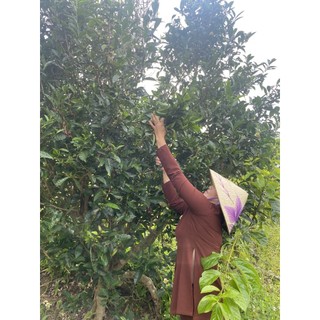 TRÀ GỪNG TRƯỜNG NIÊN (Trà bancha và gừng sẻ thơm lừng)