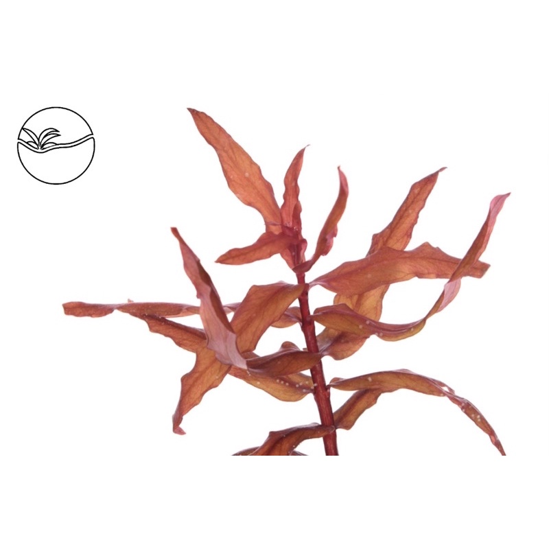 Ammannia Gracilis - Cây Hồng Liễu - Cây Thuỷ Sinh Cắt Cắm