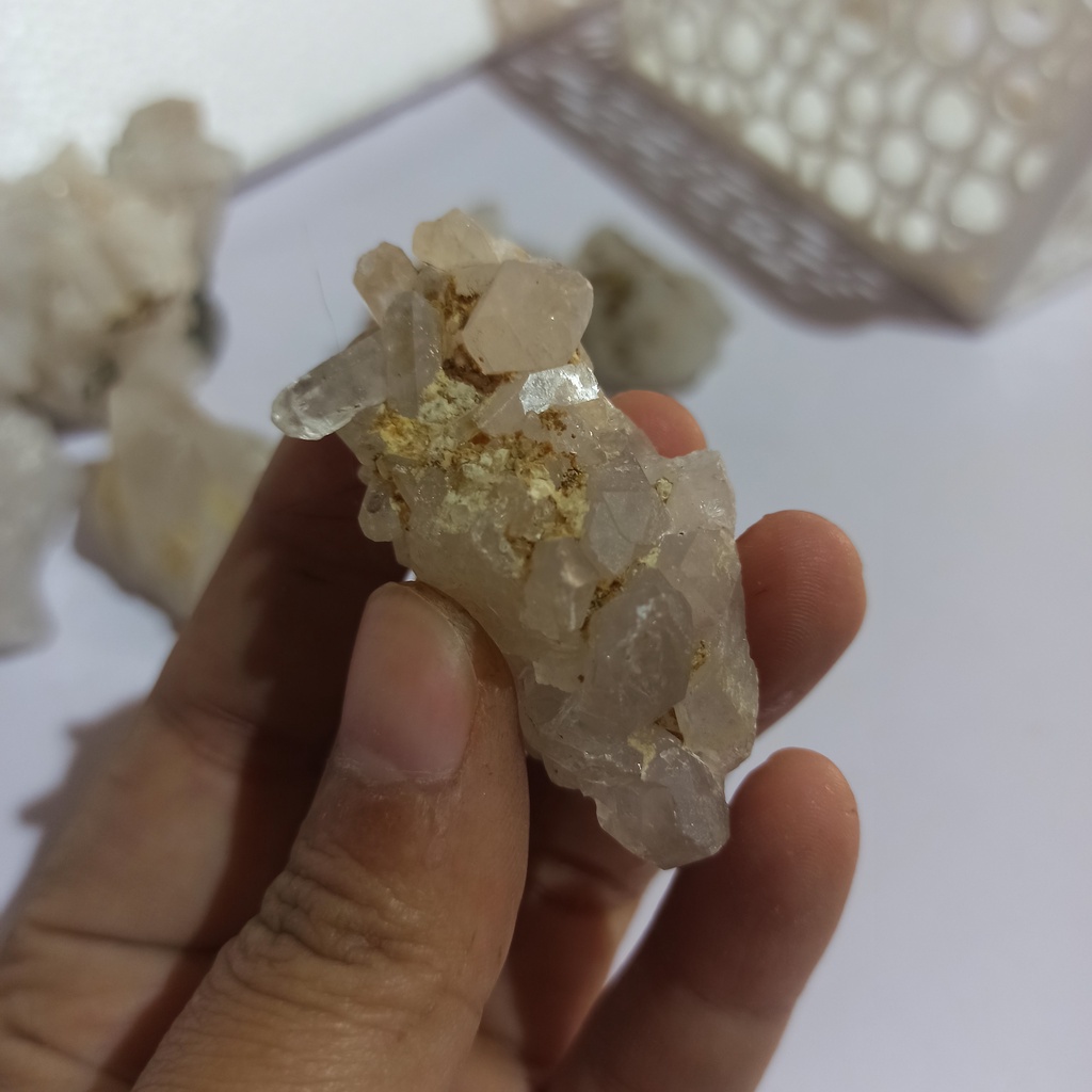 01 Cụm mầm trắng mini tự do
