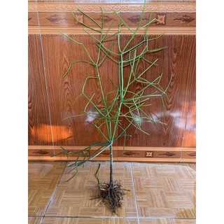 Cây giao, cây xương cá - Combo 2 & 3 cây