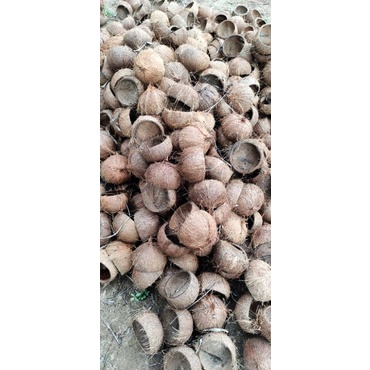 Gáo dừa thô làm châu hoặc nuôi thú cưng