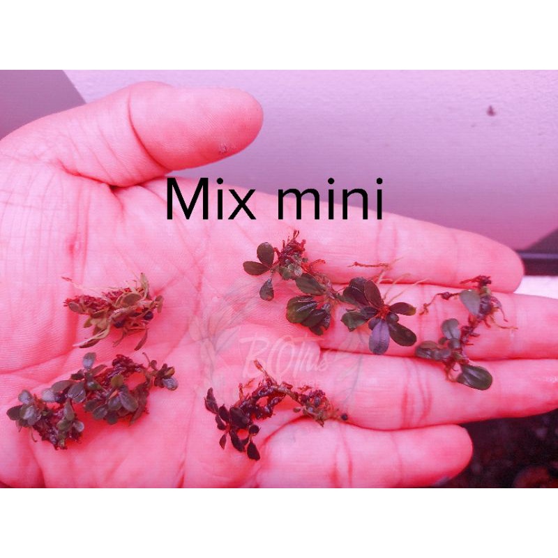 Bucep Mix mini | cây thủy sinh | hàng ngọn | lá cạn | siêu rẻ