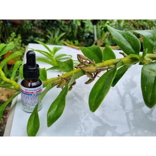 Siêu kích hoa lan super orchid - cd lọ 15ml