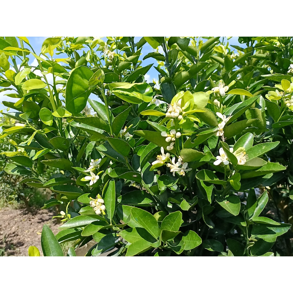 SIÊU RA HOA 500ML - PHÂN BÓN LÁ KÍCH THÍCH RA HOA, KÉO MẦM HOA RA MẠNH HƠN, ĐỒNG LOẠT