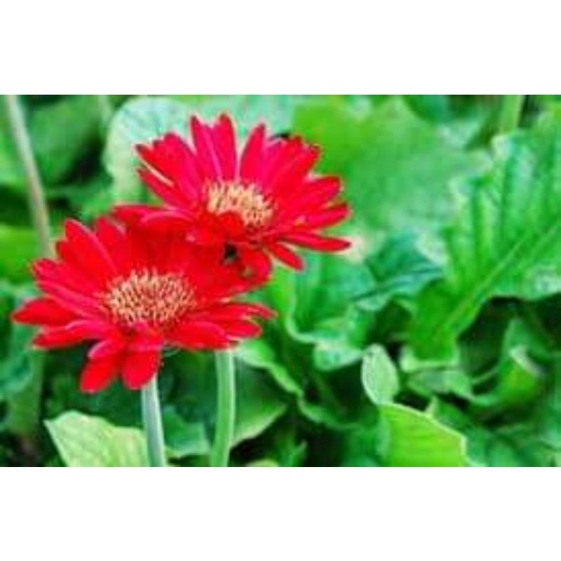Hạt hoa Đồng tiền(1 gói) HOA TẾT