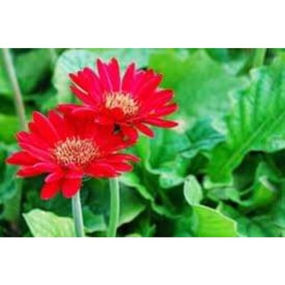 Hạt hoa đồng tiền hoa tết
