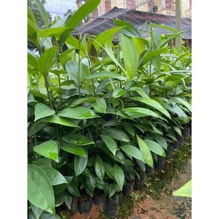 combo5 CÂY QUẾ GIỐNG ảnh thật