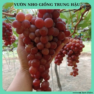 Cây nho giống Đỏ Ninh Thuận thân dây leo giàn trồng chậu tại nhà ND01