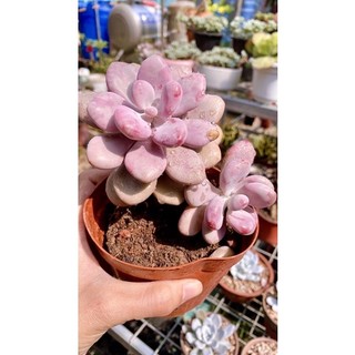 sen đá sỏi Hồng mập