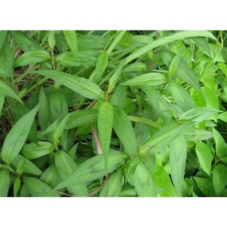 Chậu cây rau răm giống làm rau gia vị