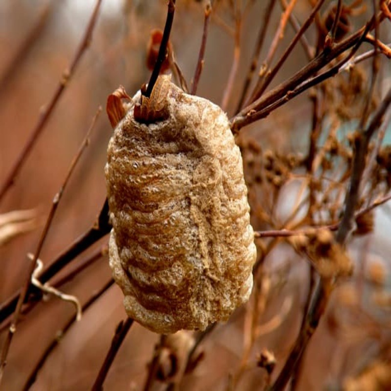 Tang Phiêu Tiêu  khô Mủ tai