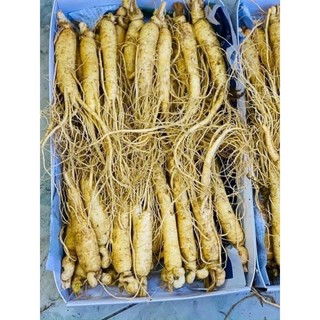 Sâm tươi loại 22-28 củ /1kg_sâm tươi chuẩn hàn quốc