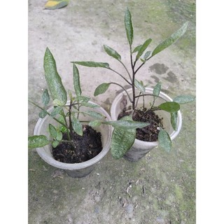 10 cây giống dưa pepino