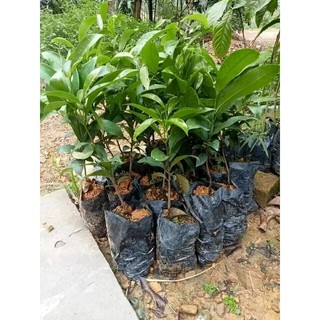 cây Giống Thị thơm lùn ( giống lùn siêu trái)