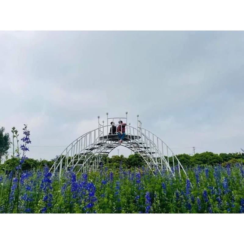 Hạt hoa violet hoa chuẩn Tết