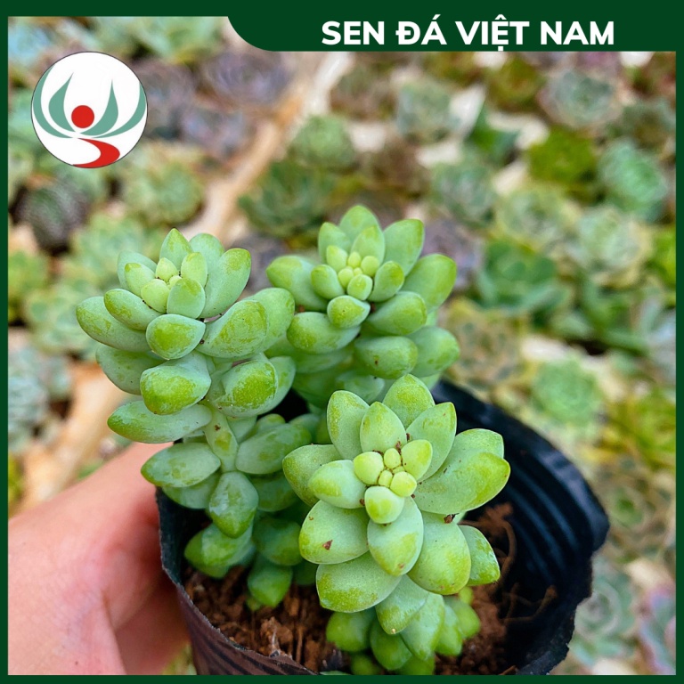 Sen Đá Chuỗi Ngọc, Sen Bầu size 5-8cm, Xuất Xứ Đà Lạt Đã Thuần Khí Hậu Miền Bắc Khỏe Đẹp, Sen Đá Việt Nam