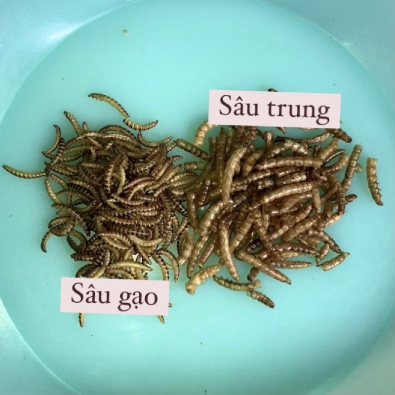 Sâu rang bơ size trung cho hamster