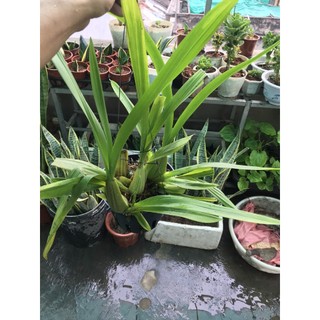 giò hoa lan vũ nữ mật ngọt