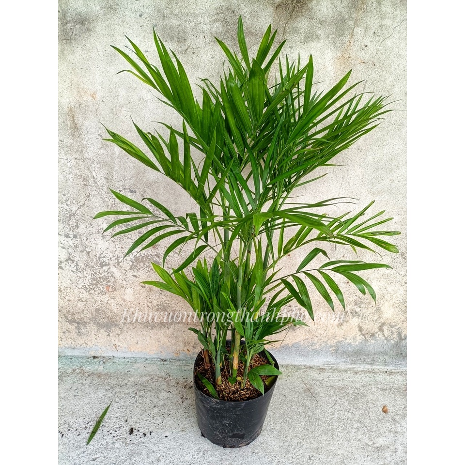 Cây cau Hawaii 1m (chỉ giao hỏa tốc HCM)